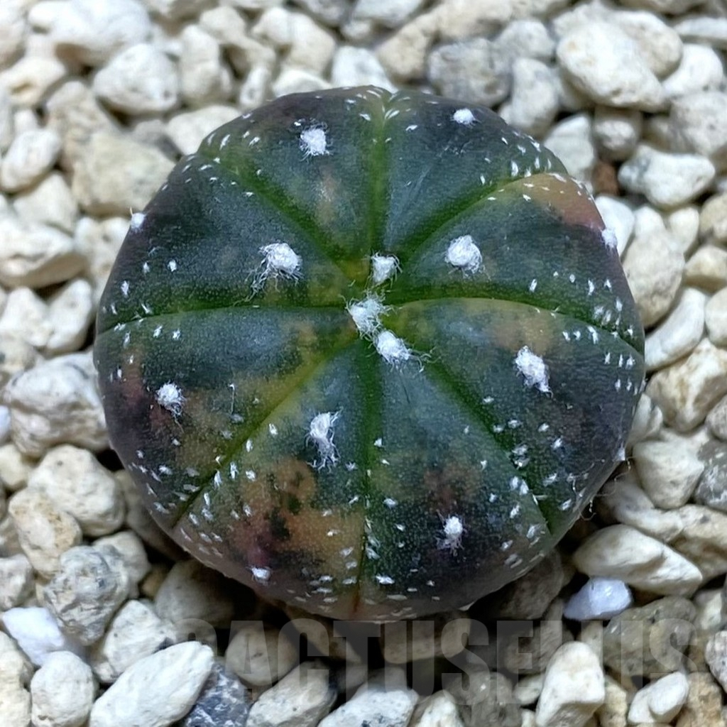 SHPR41998 Astrophytum asterias 'Red Purple Skin' f. variegata
