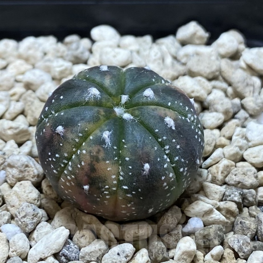 SHPR41998 Astrophytum asterias 'Red Purple Skin' f. variegata - Зображення 2