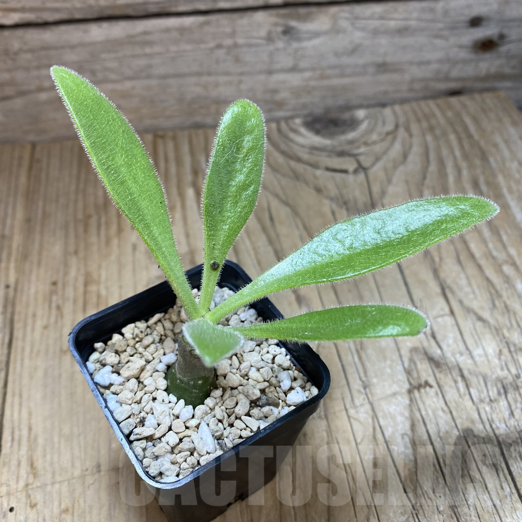 SHPR41990 Tylecodon paniculatus - Image 2