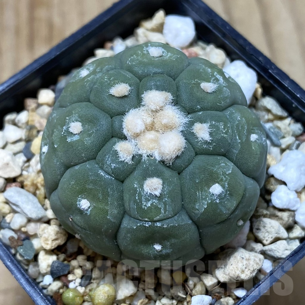 SHPR41999 Astrophytum asterias ‘Kikko Lizard Skin’