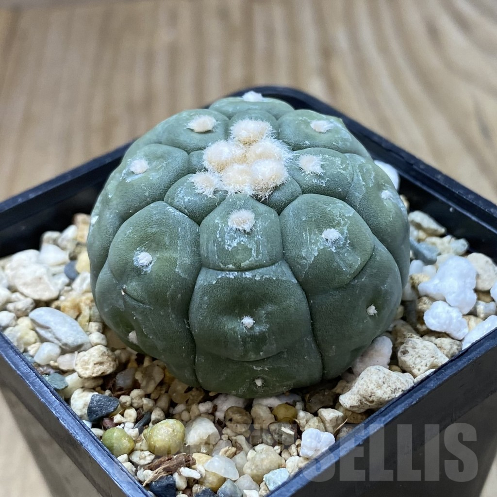SHPR41999 Astrophytum asterias ‘Kikko Lizard Skin’ – Image 2