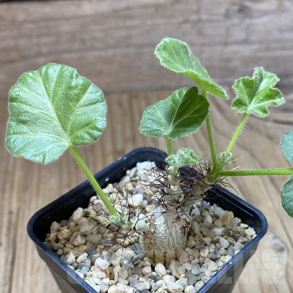 SHPR41991 Jatropha marginata