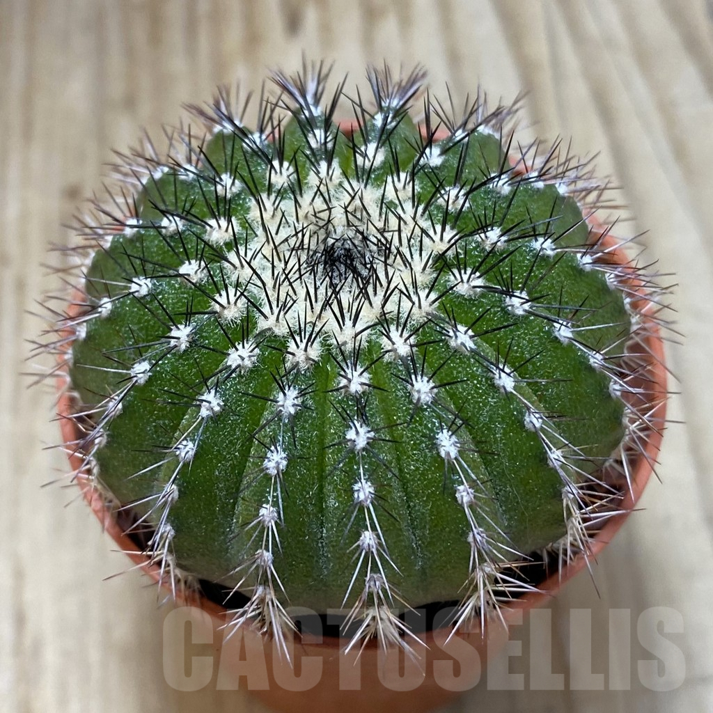 SHPR42007 Uebelmannia pectinifera seedling , own roots