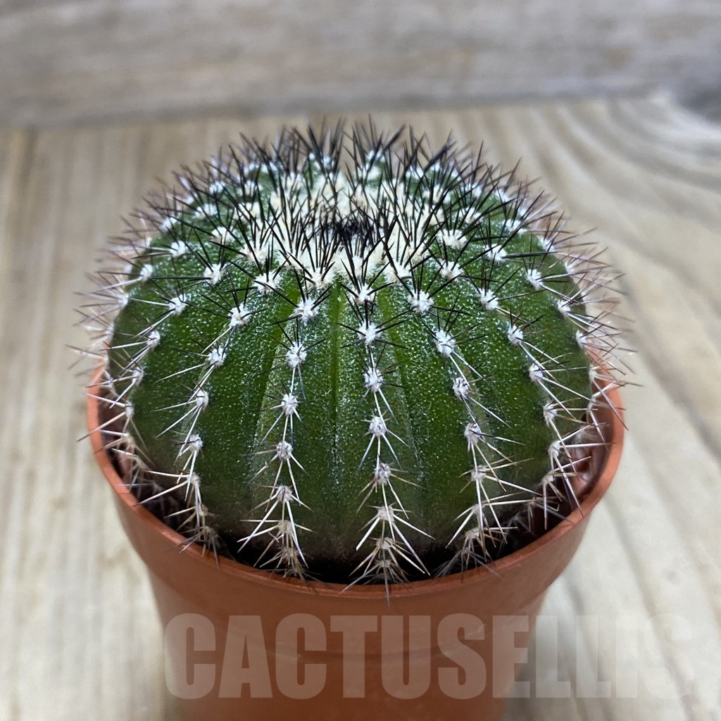 SHPR42007 Uebelmannia pectinifera seedling , own roots - Image 2