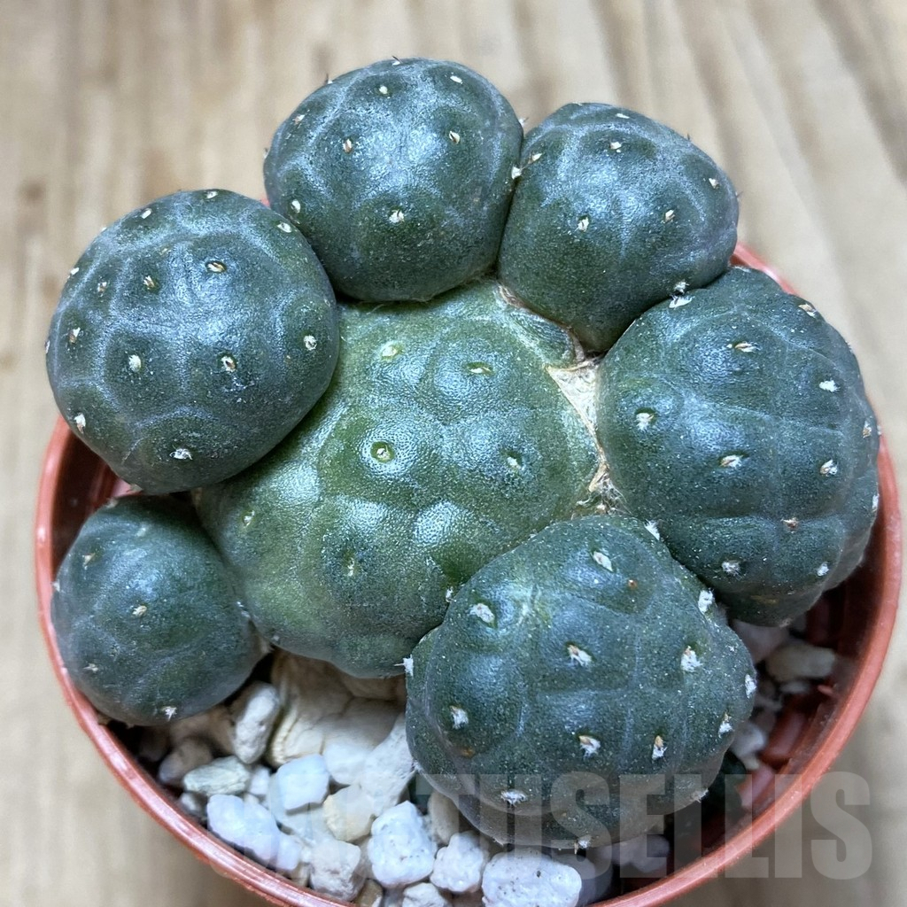 SHPR42008 Puna bonnieae 'inermis', grafted