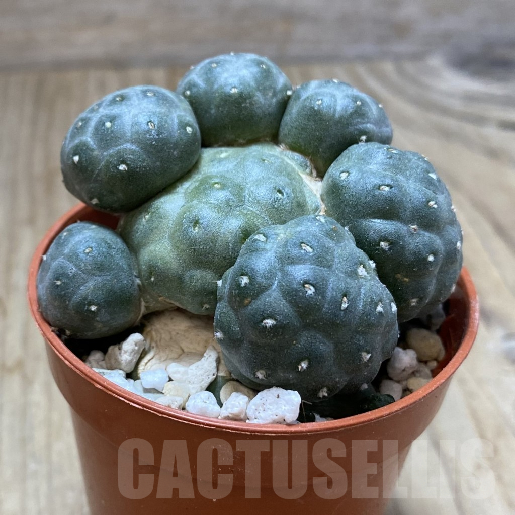 SHPR42008 Puna bonnieae 'inermis', grafted - Image 2