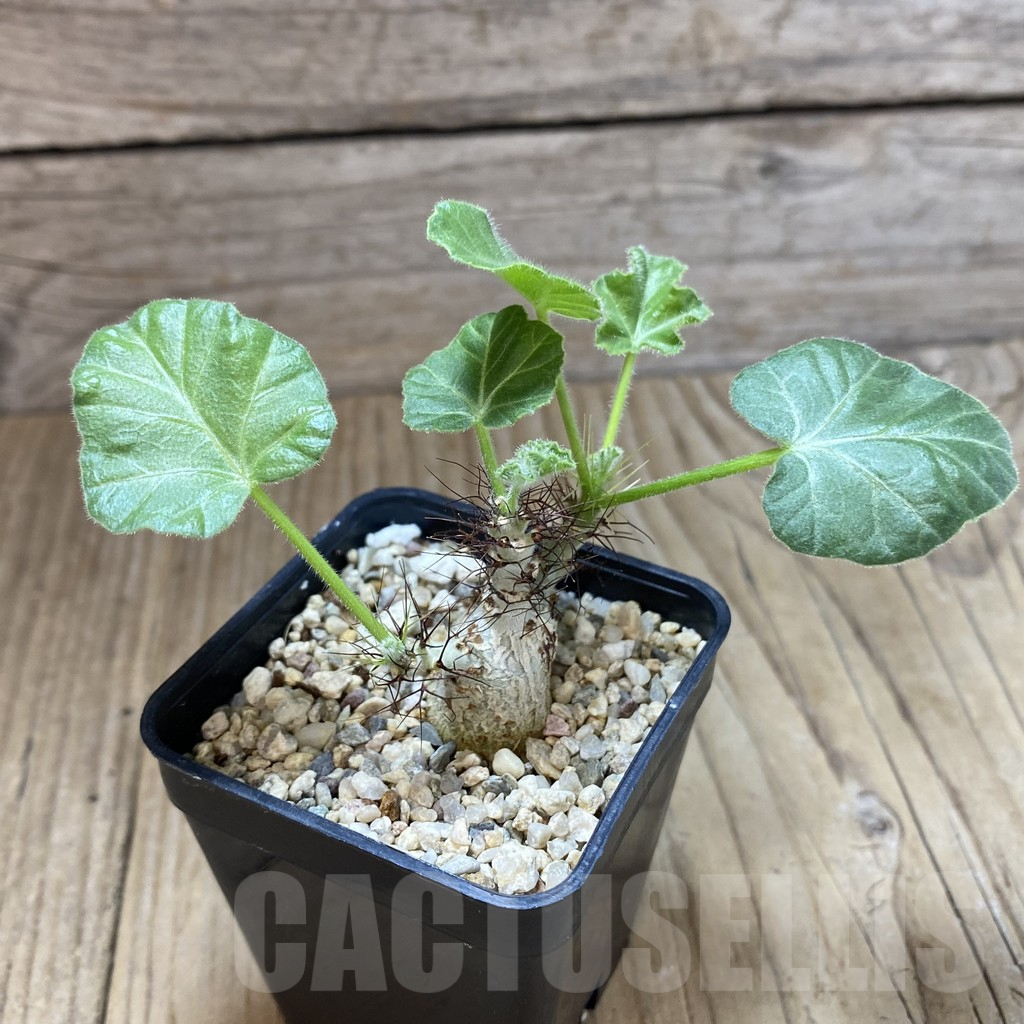 SHPR41991 Jatropha marginata - immagine 2