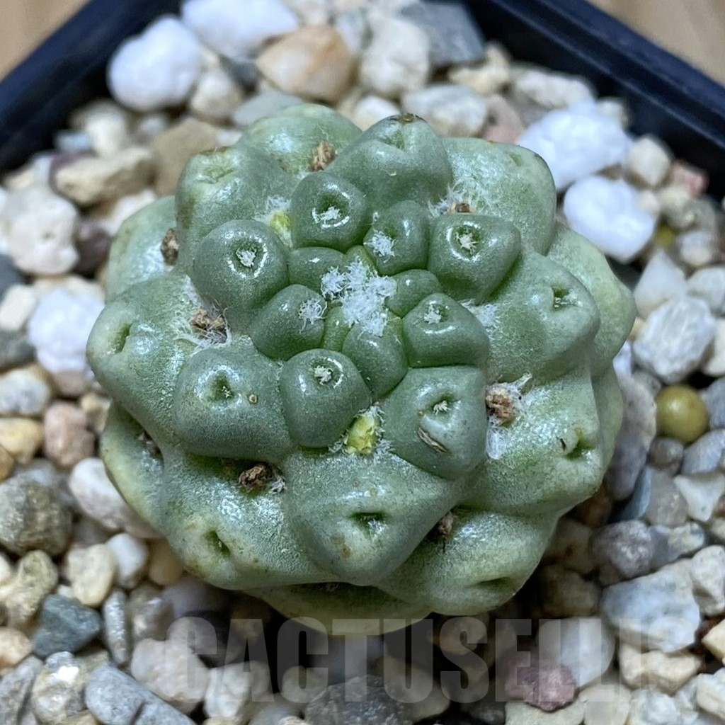 SHPR42011 Mammillaria schumannii ‘inermis’