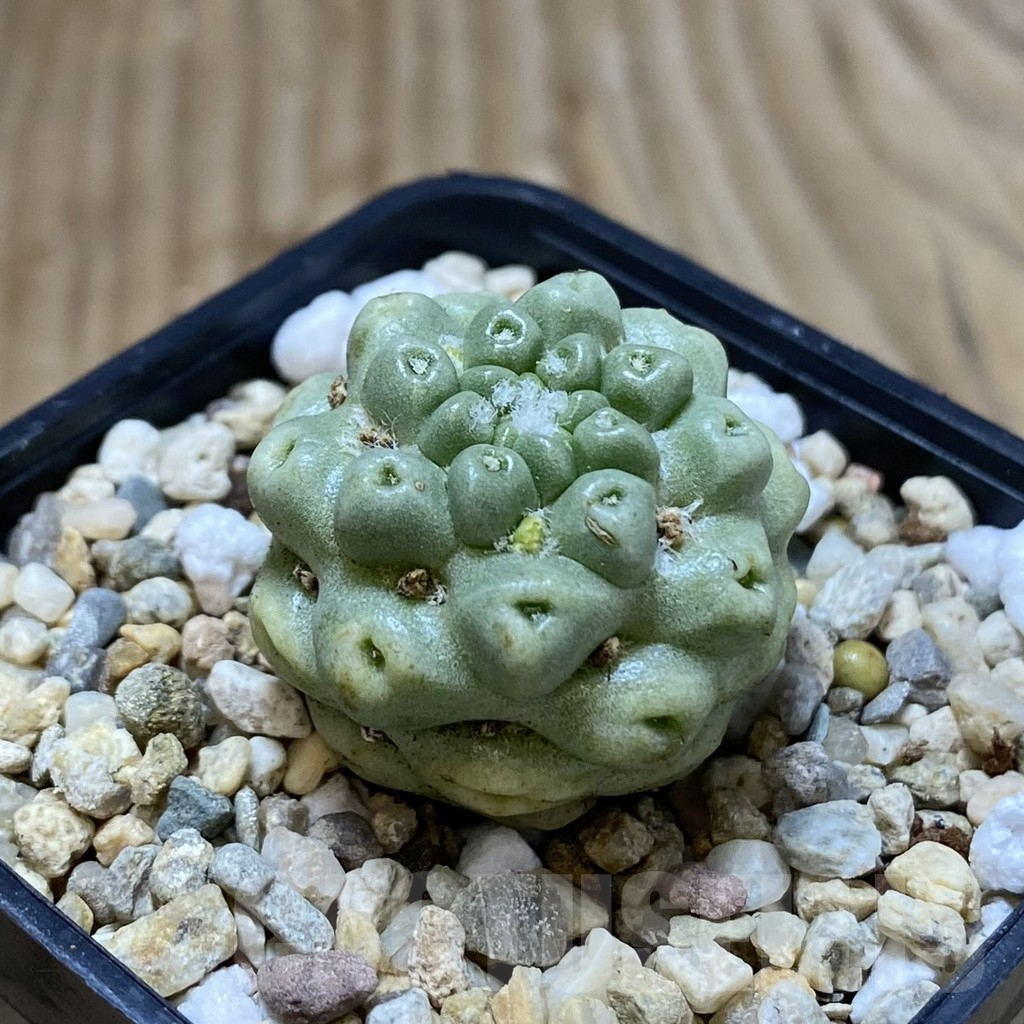 SHPR42011 Mammillaria schumannii ‘inermis’ - immagine 2