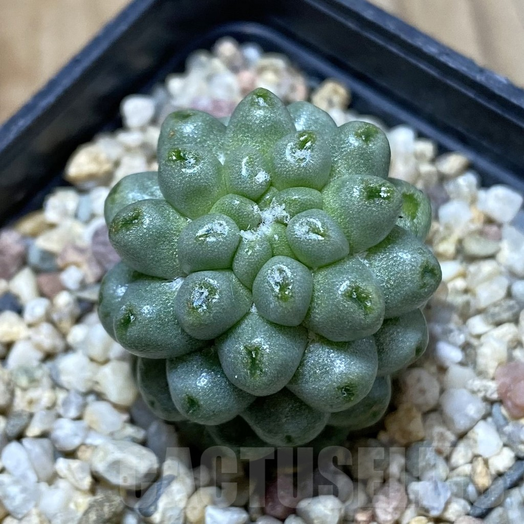 SHPR42012 Mammillaria schumannii ‘inermis’