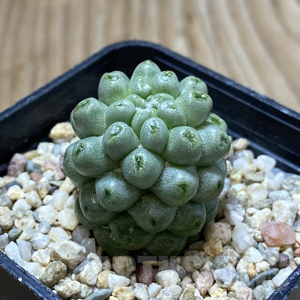 SHPR42012 Mammillaria schumannii ‘inermis’ - Image 2