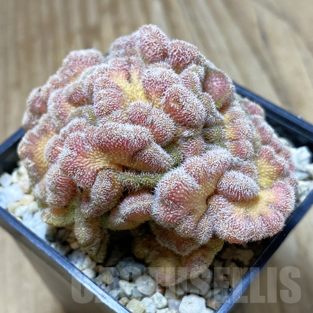 SHPR42013 Mammillaria ‘Un Pico’ f. cristata - Image 2