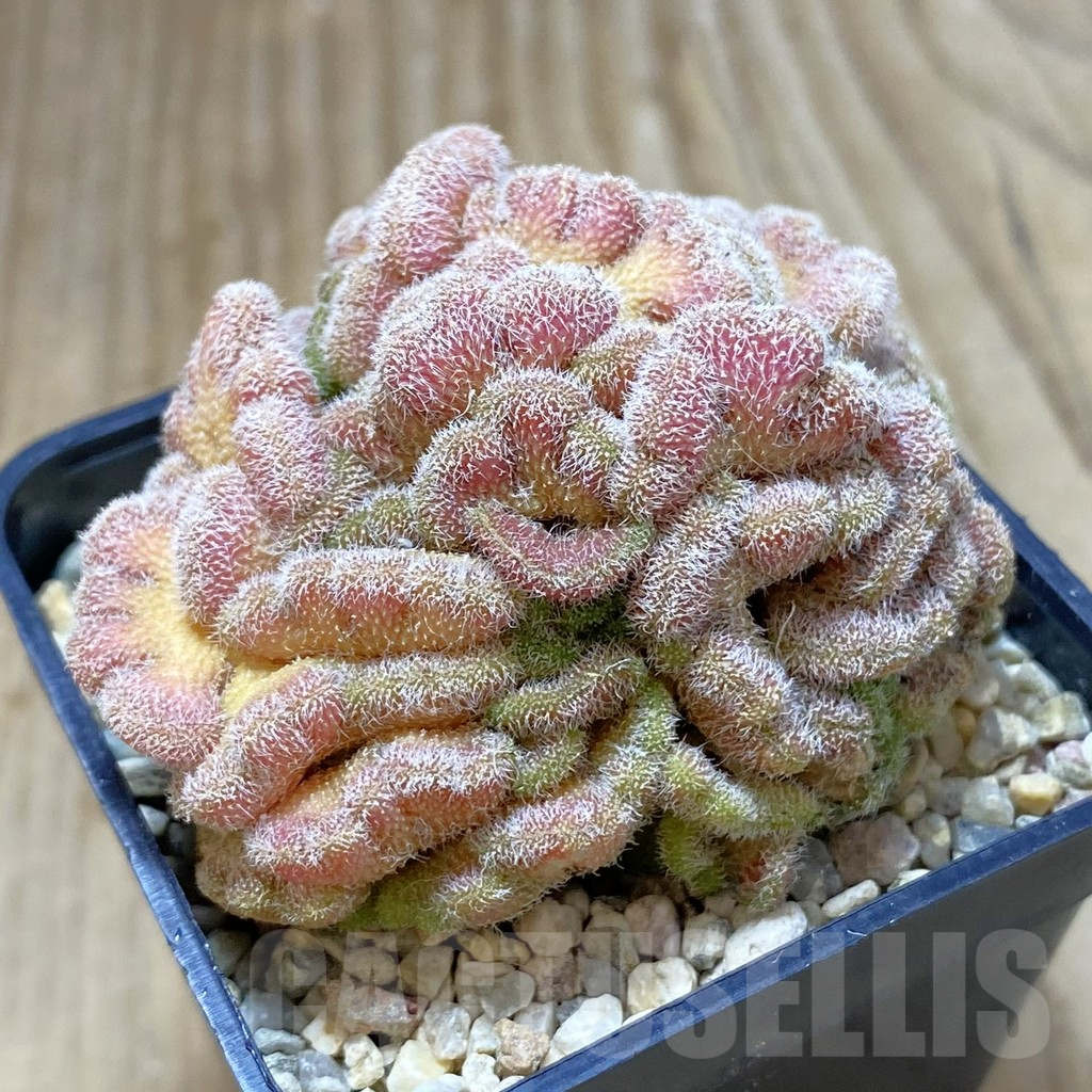 SHPR42013 Mammillaria ‘Un Pico’ f. cristata