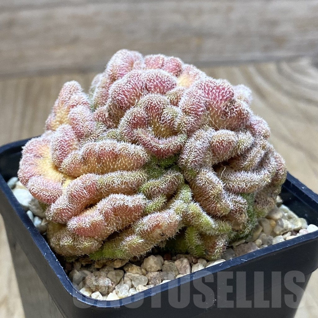 SHPR42013 Mammillaria ‘Un Pico’ f. cristata - Image 3