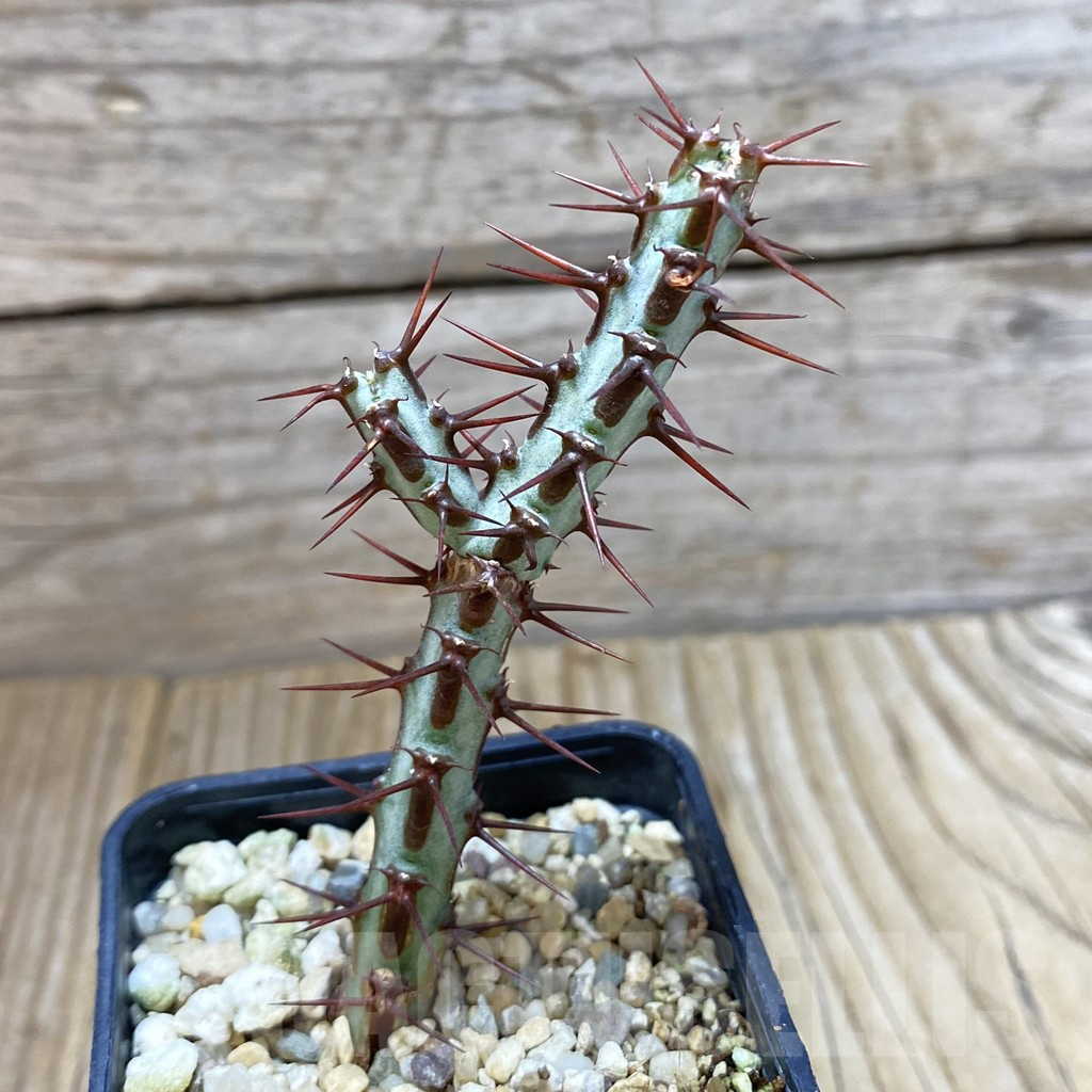 SHPR42016 Euphorbia aeruginosa