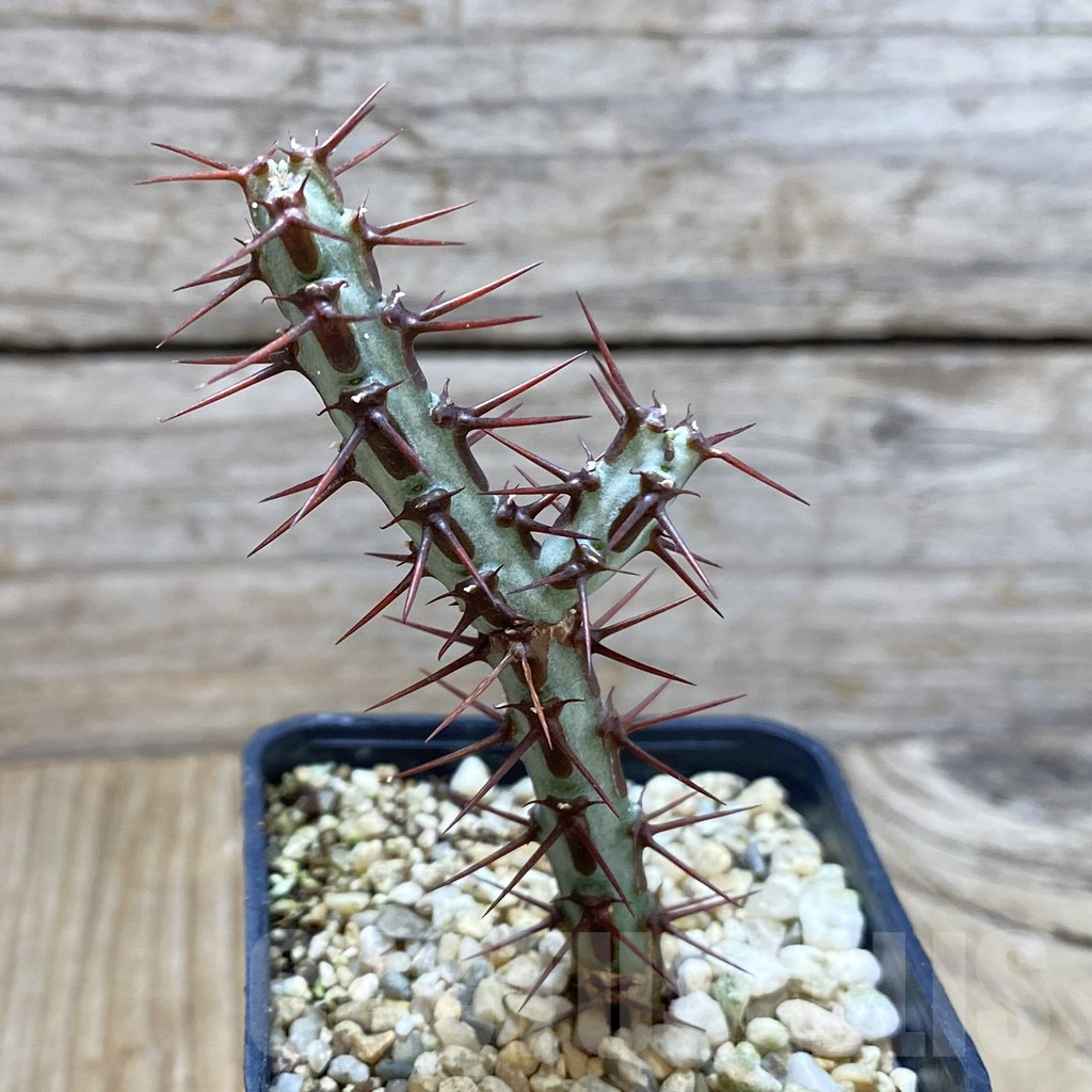 SHPR42016 Euphorbia aeruginosa - Image 2