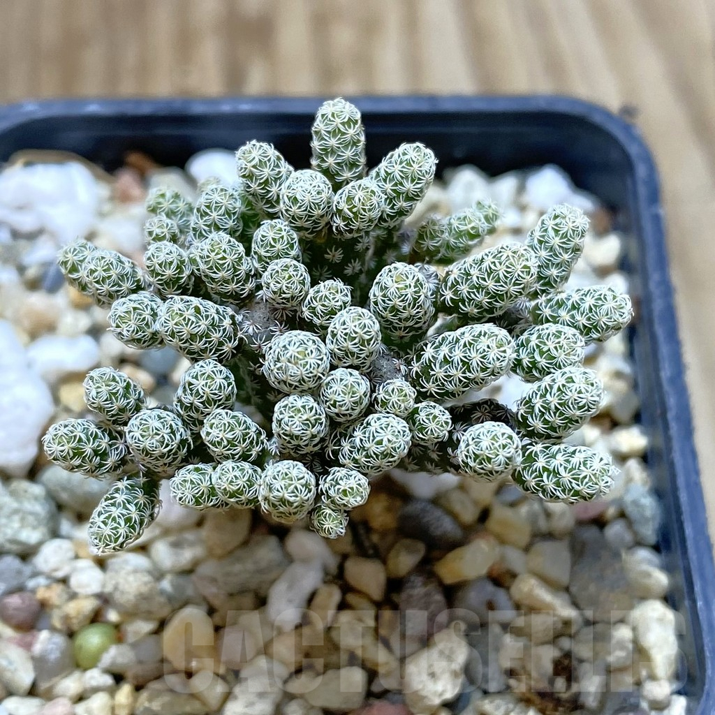 SHPR42017 Turbinicarpus krainzianus v. minimus