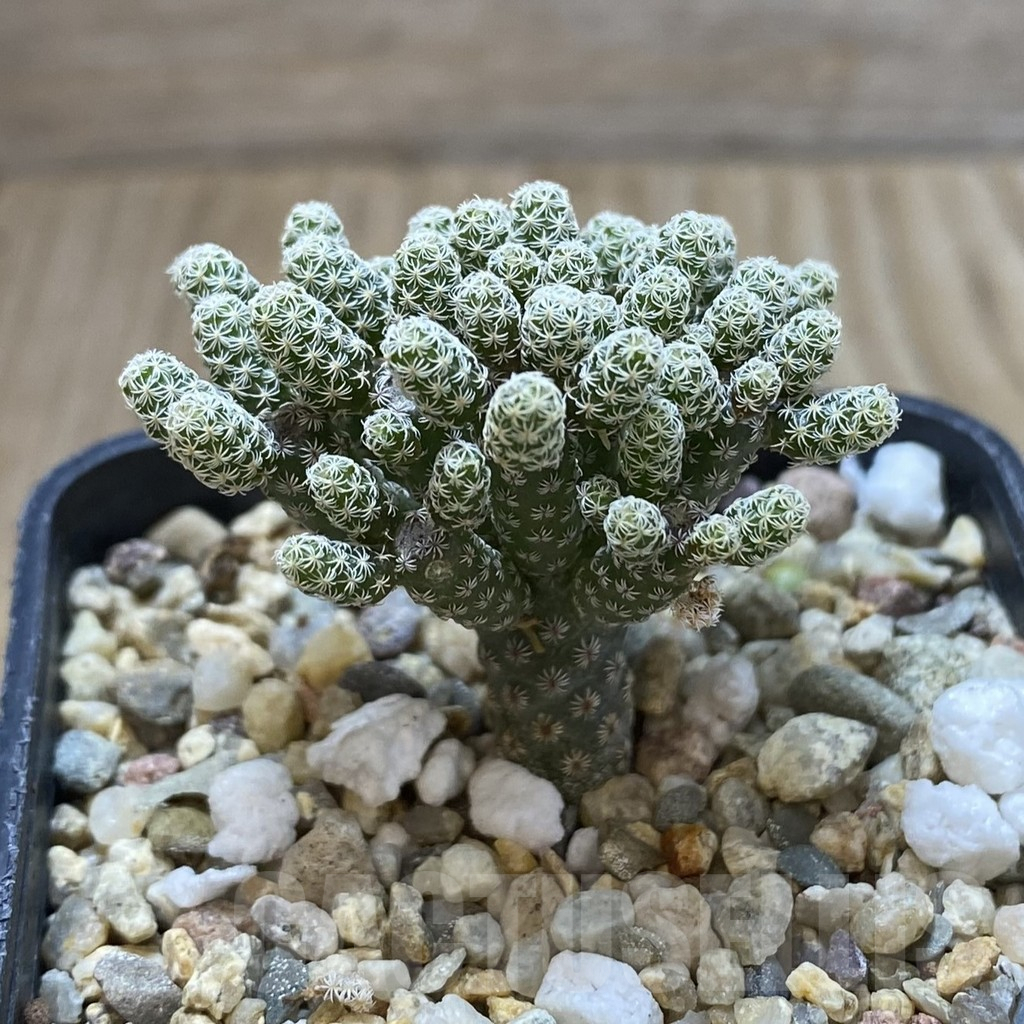 SHPR42017 Turbinicarpus krainzianus v. minimus - immagine 2