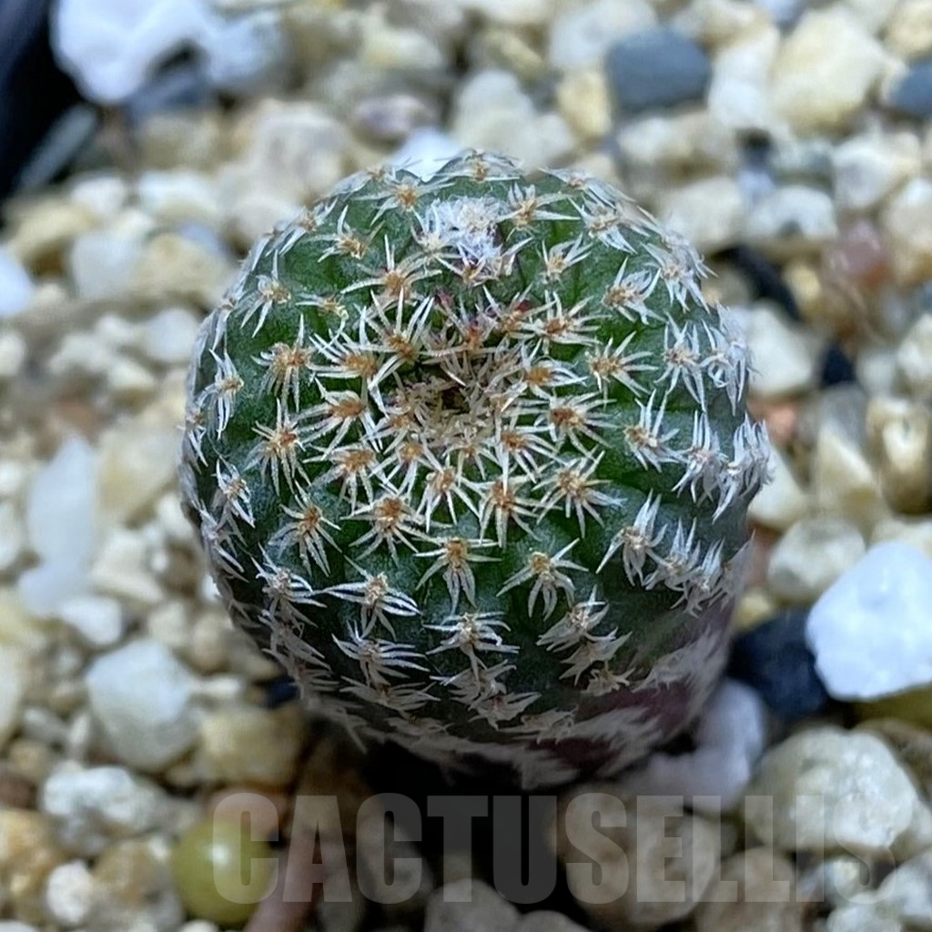 SHPR42018 Frailea pumila