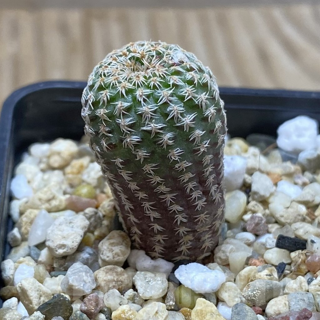 SHPR42018 Frailea pumila - Image 2