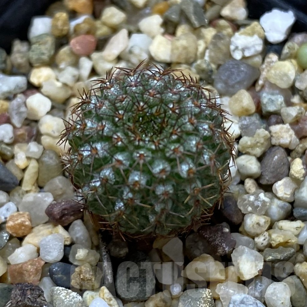 SHPR42020 Frailea chiquitana – Bild 2