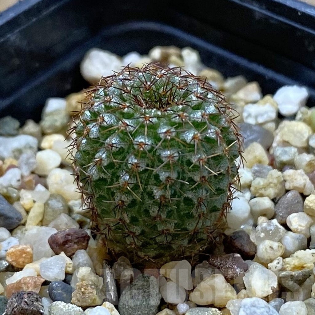 SHPR42020 Frailea chiquitana