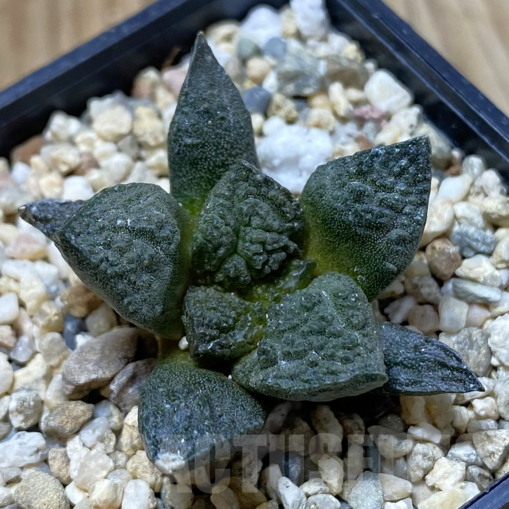 SHPR42021 Ariocarpus fissuratus ‘Godzilla’ hybrid, seedling