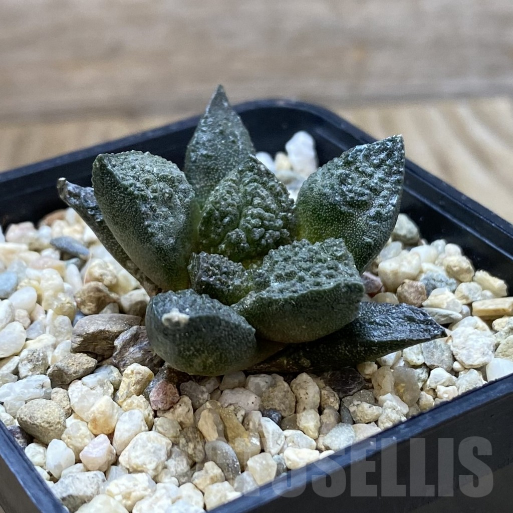SHPR42021 Ariocarpus fissuratus ‘Godzilla’ hybrid, seedling - Image 2