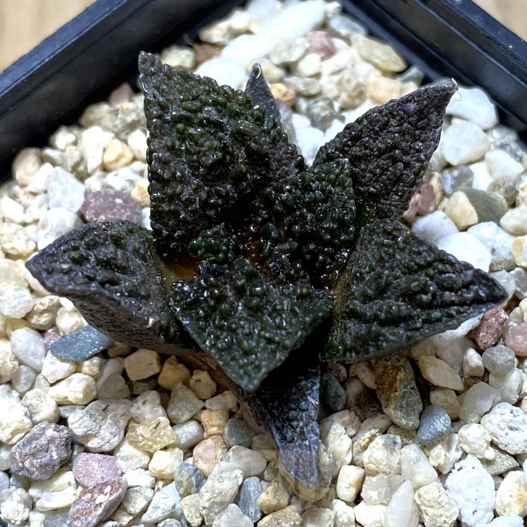 SHPR42160 Ariocarpus fissuratus ‘Godzilla’ hybrid, seedling