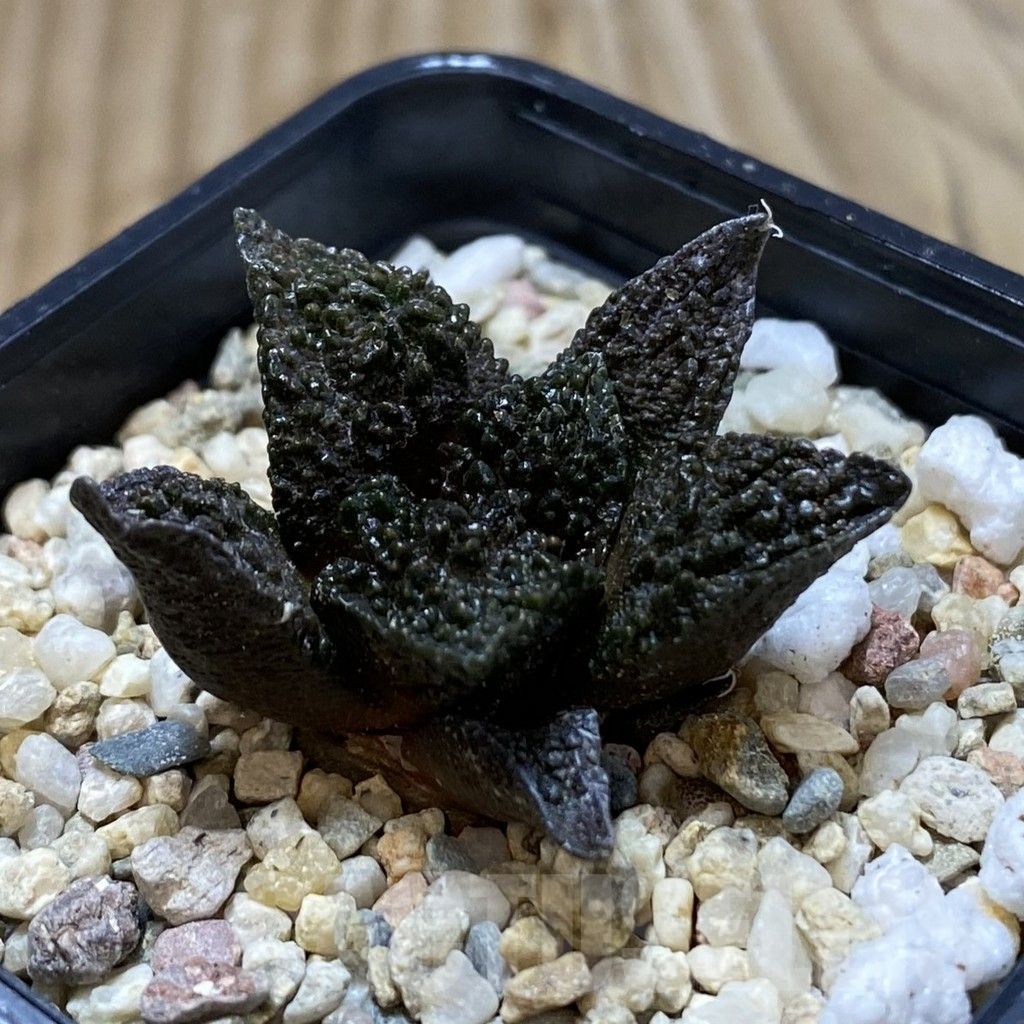 SHPR42160 Ariocarpus fissuratus ‘Godzilla’ hybrid, seedling - Image 2