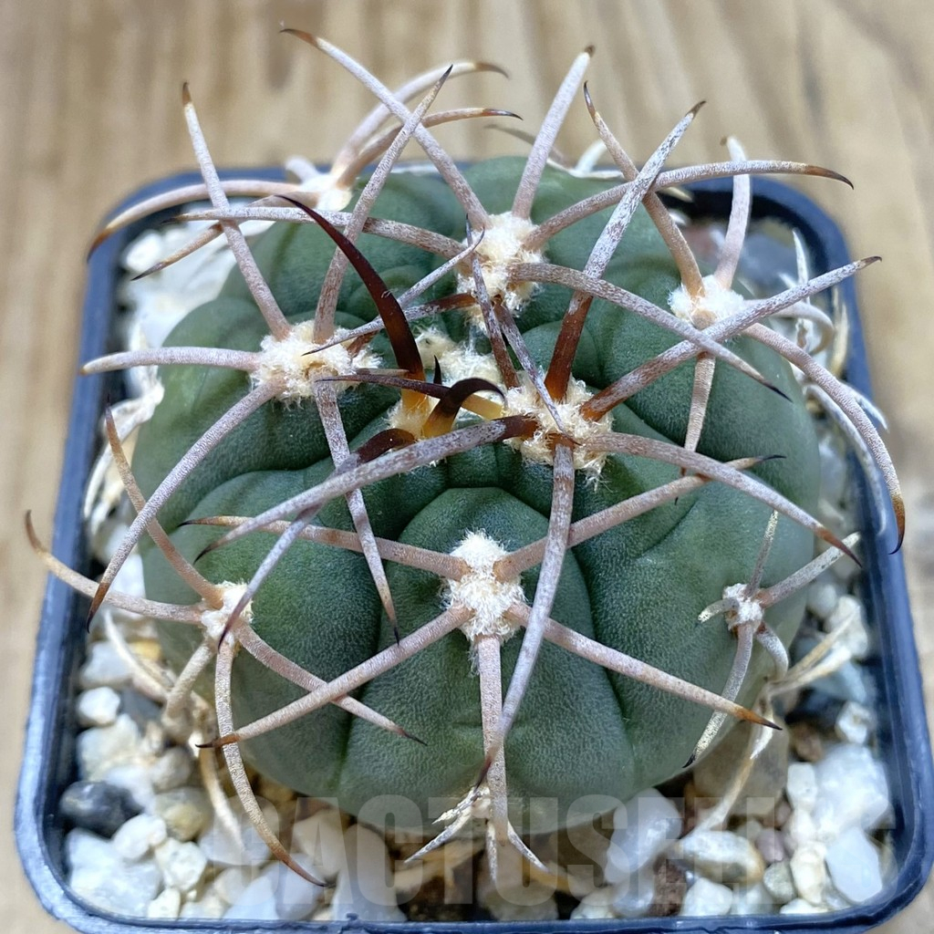 SHPR42163 Gymnocalycium catamarcense