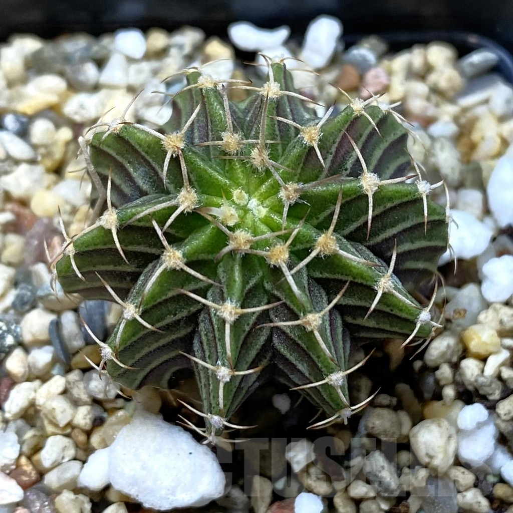 SHPR42165 Gymnocalycium friedrichii LB, seedling