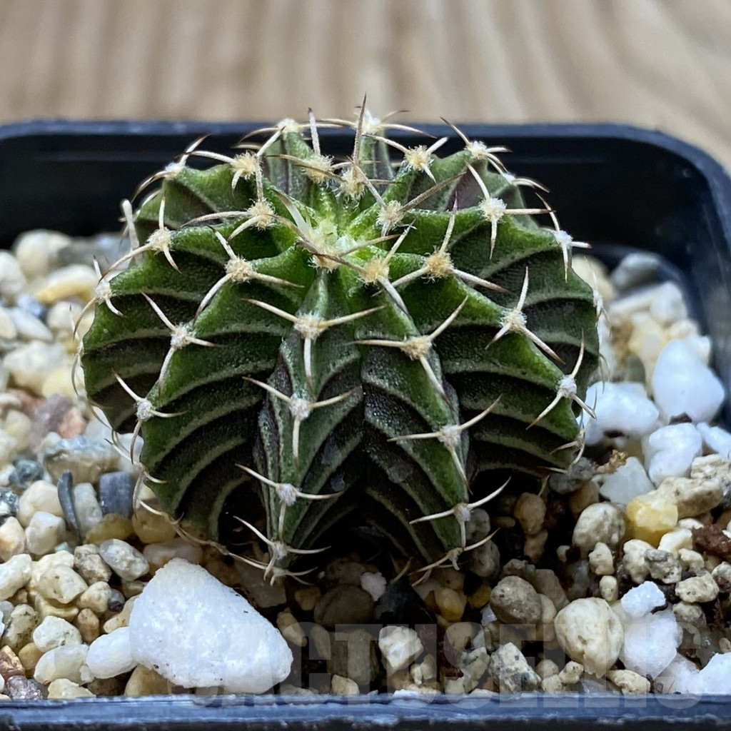 SHPR42165 Gymnocalycium friedrichii LB, seedling - Image 2