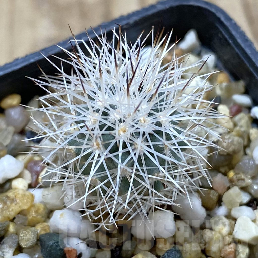 SHPR42166 Gymnocactus beguinii VZD 186