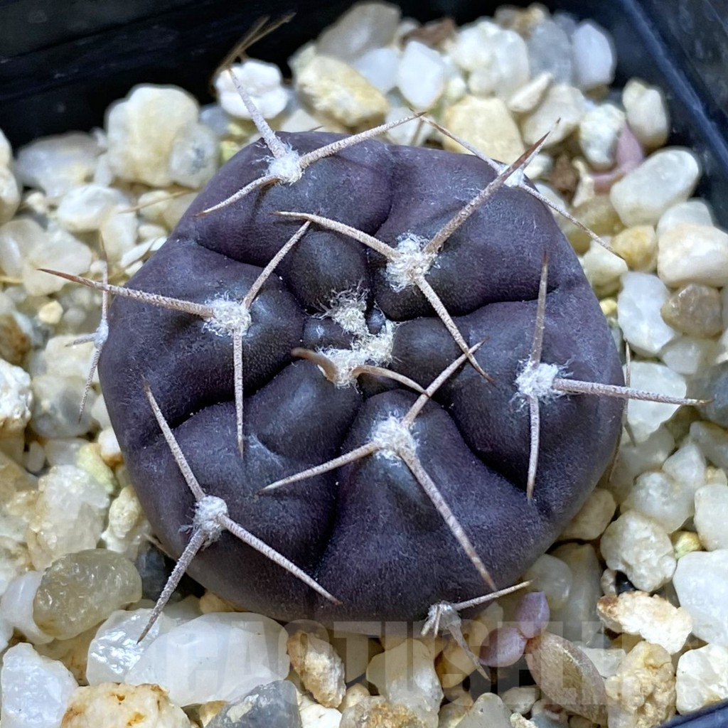 SHPR42167 Gymnocalycium striglianum v. aeneum VG 407