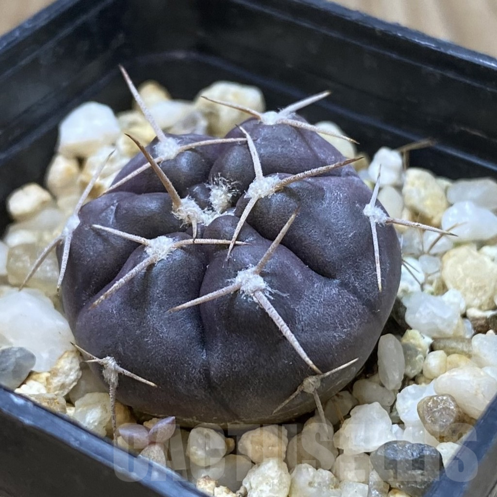 SHPR42167 Gymnocalycium striglianum v. aeneum VG 407 - 画像 (2)