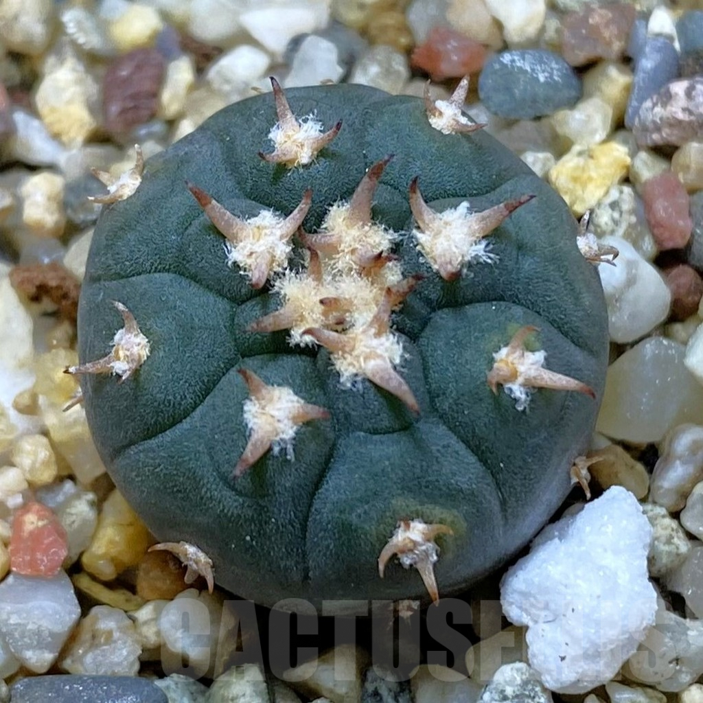SHPR42169 Gymnocalycium spegazzinii v. unguispinum SL 443
