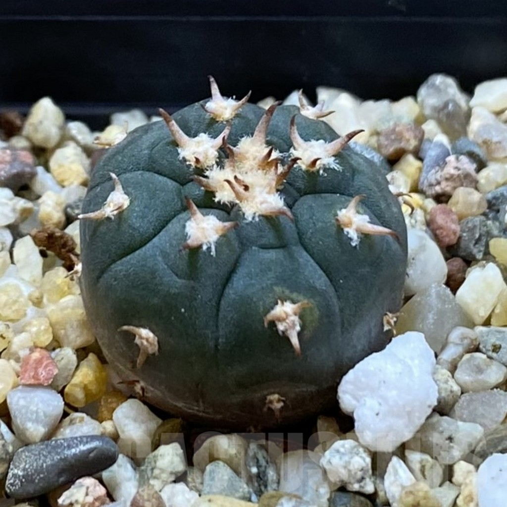SHPR42169 Gymnocalycium spegazzinii v. unguispinum SL 443 - 画像 (2)