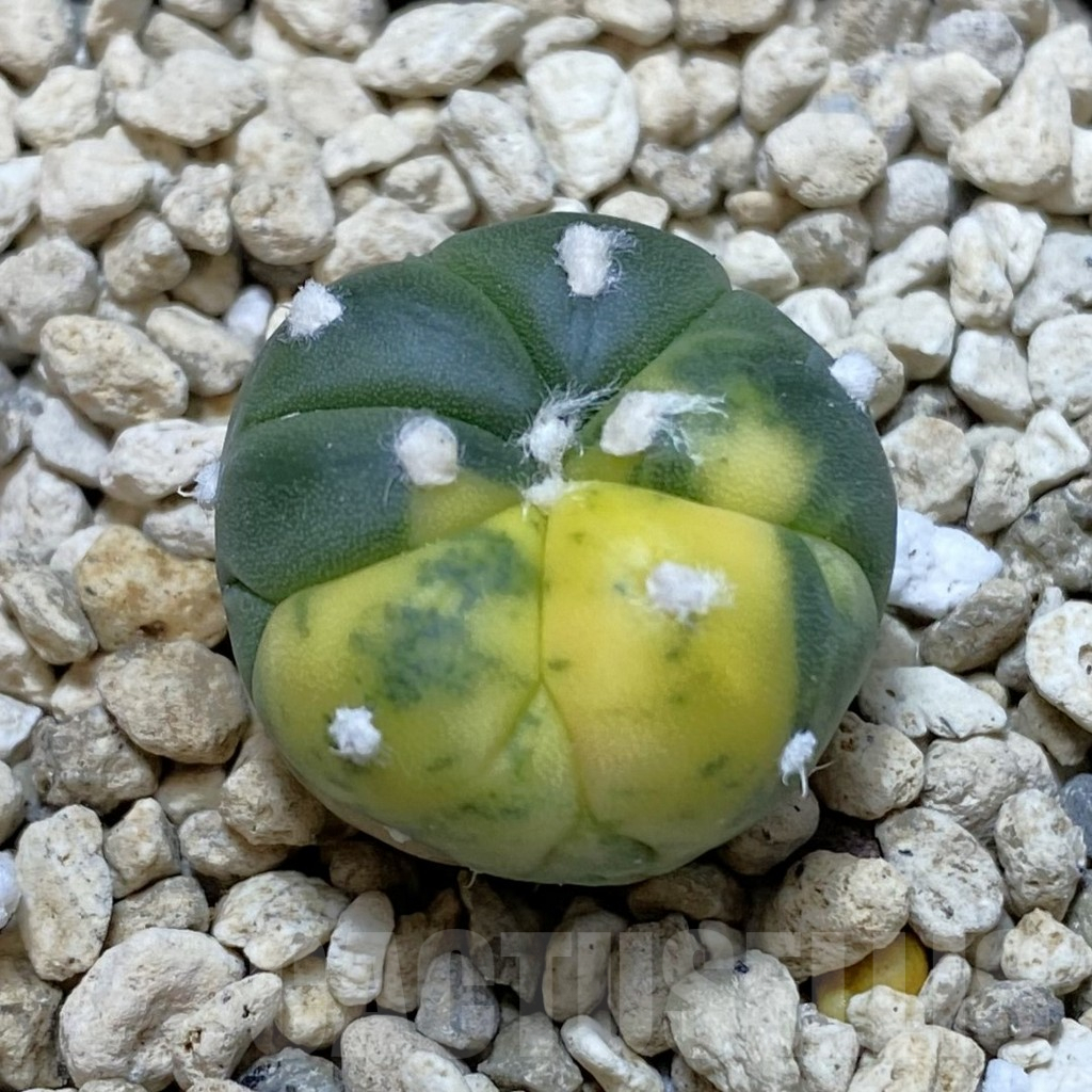SHPR42170 Astrophytum asterias f. variegata