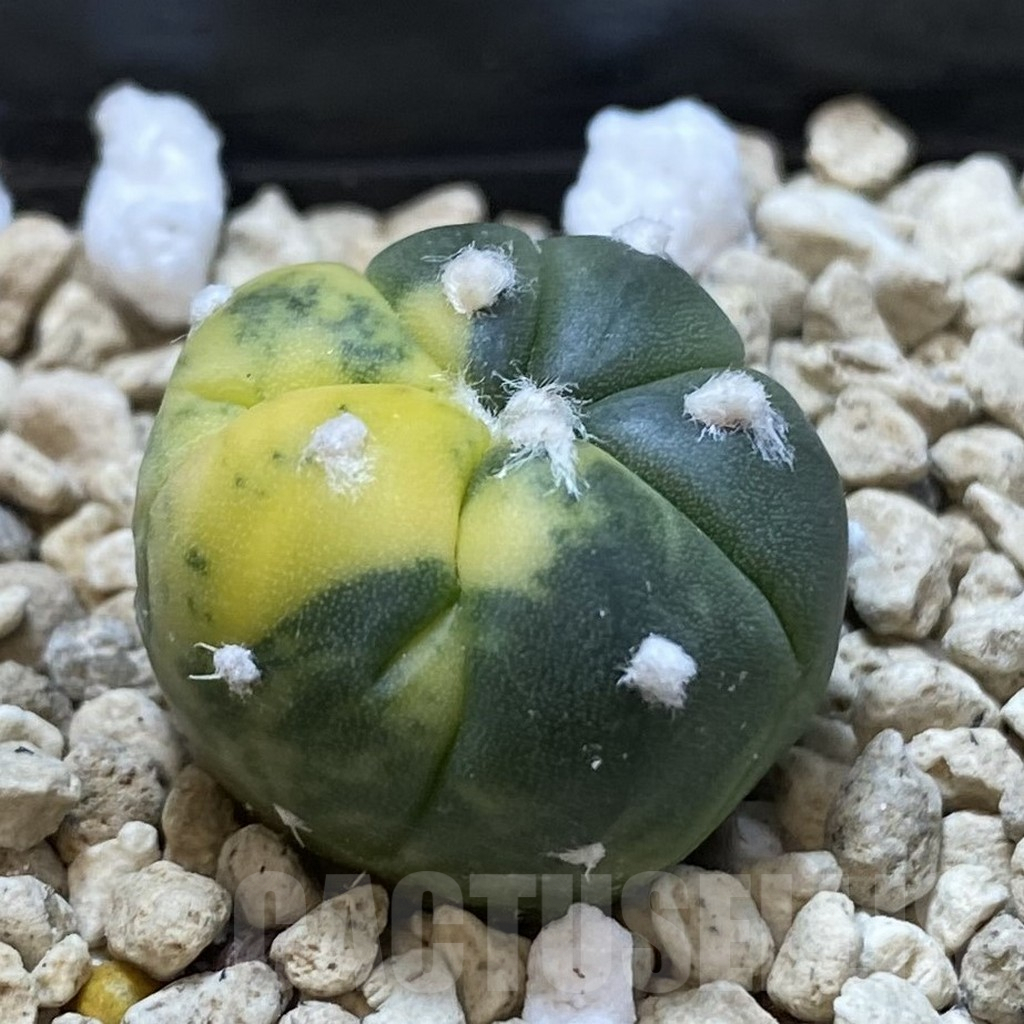 SHPR42170 Astrophytum asterias f. variegata - 画像 (2)