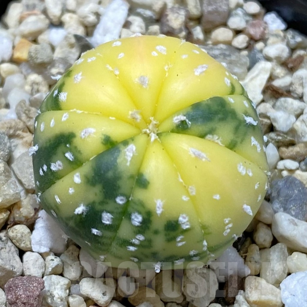 SHPR42171 Astrophytum asterias f. variegata