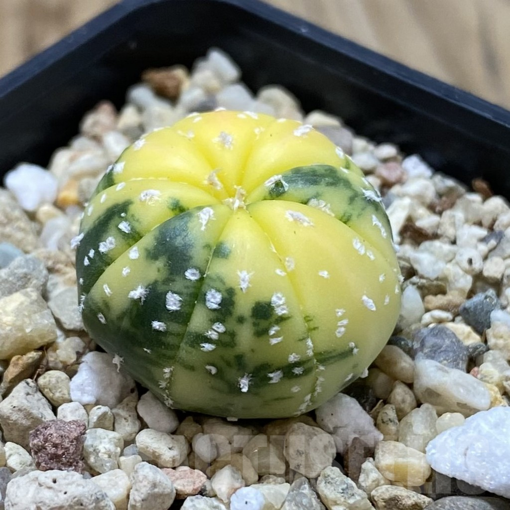 SHPR42171 Astrophytum asterias f. variegata - immagine 2