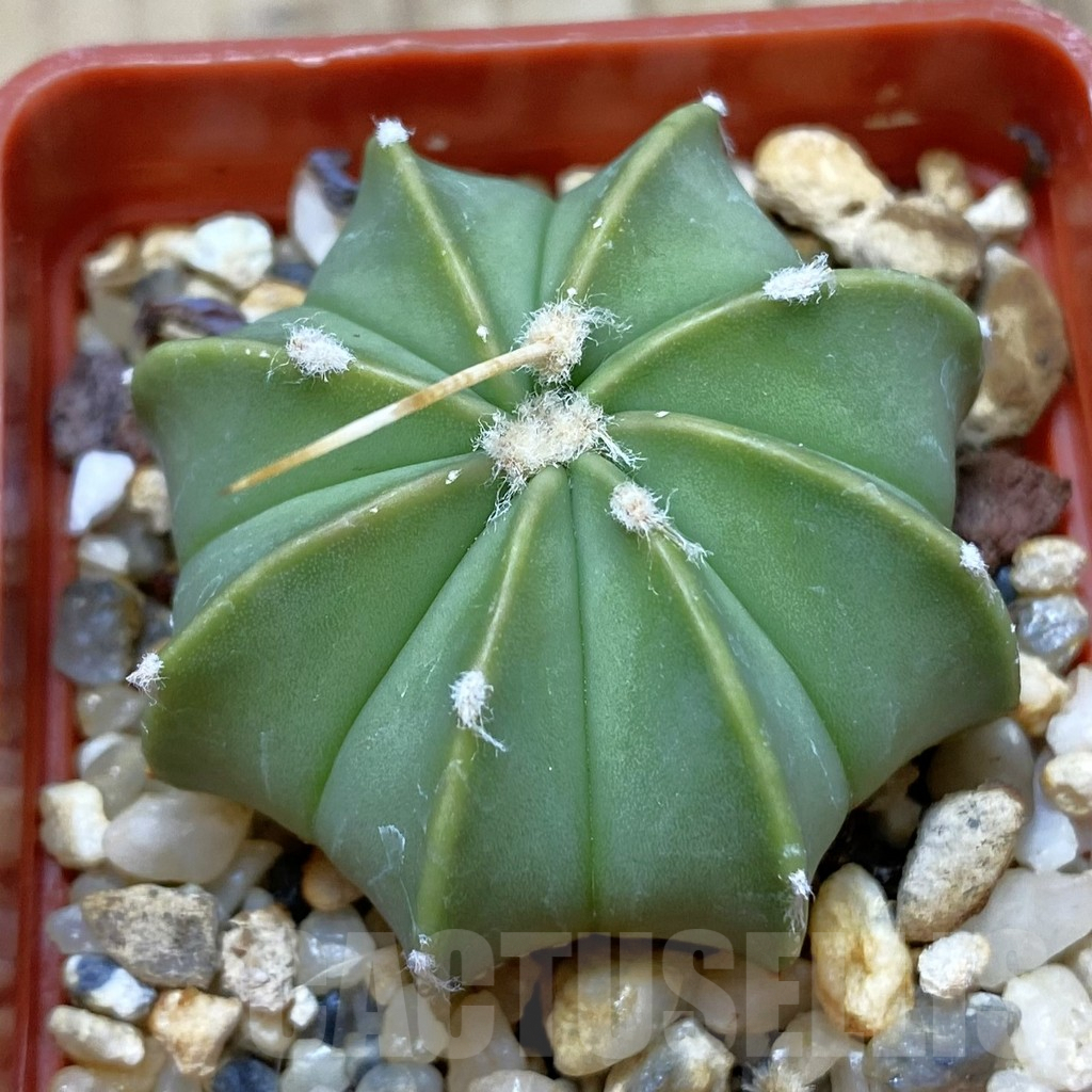 SHPR42172 Astrophytum asterias x senile v. aureum