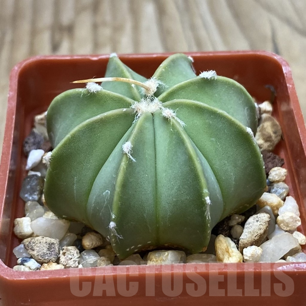 SHPR42172 Astrophytum asterias x senile v. aureum - Imagen 2