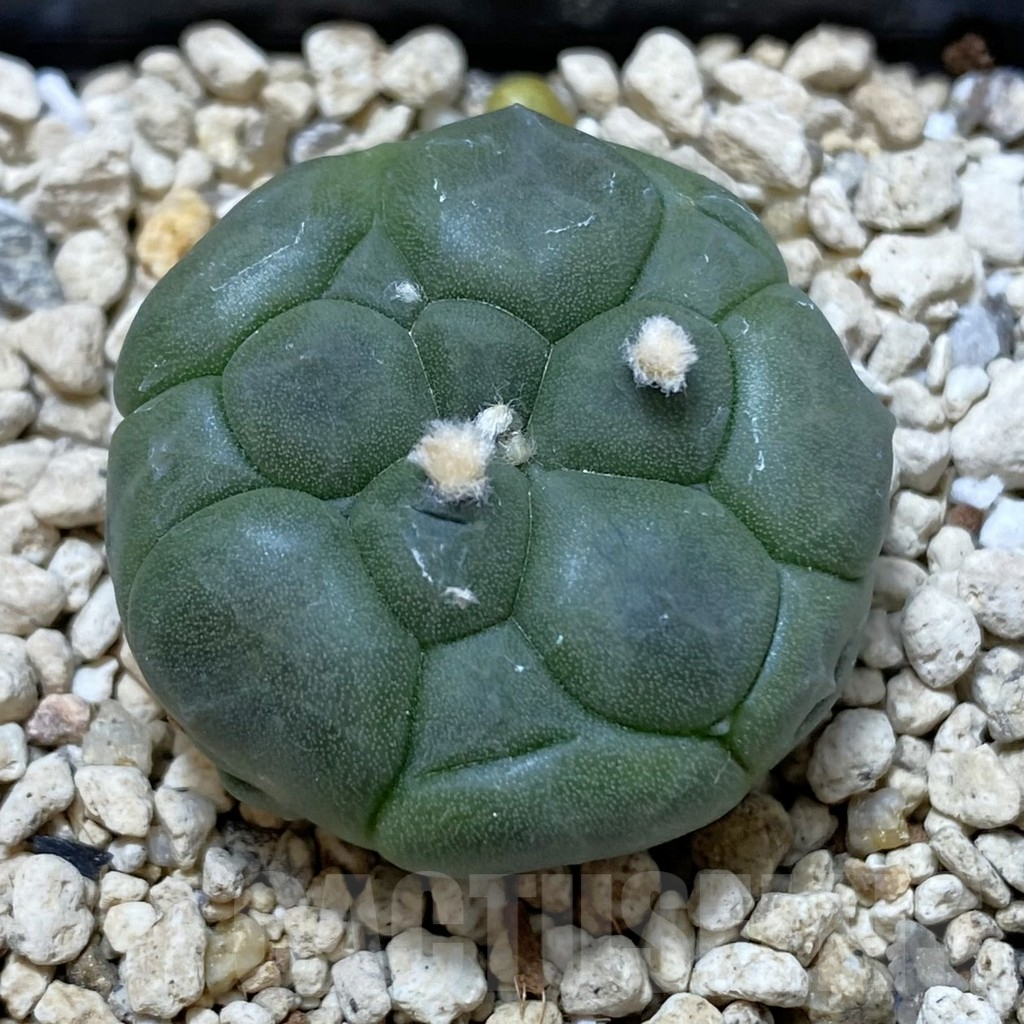 SHPR42173 Astrophytum asterias ‘Kikko’
