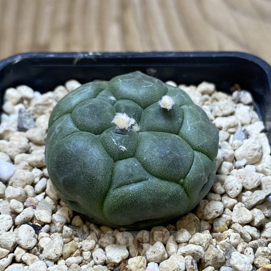 SHPR42173 Astrophytum asterias ‘Kikko’ - 画像 (2)