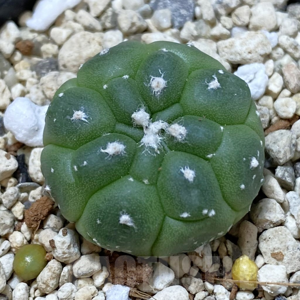 SHPR42175 Astrophytum asterias ‘Kikko’