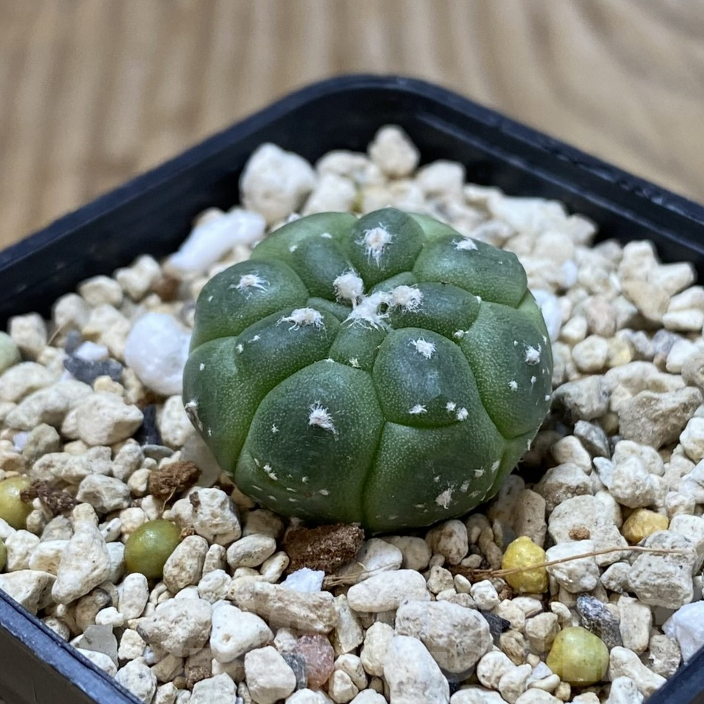 SHPR42175 Astrophytum asterias ‘Kikko’ - 画像 (2)