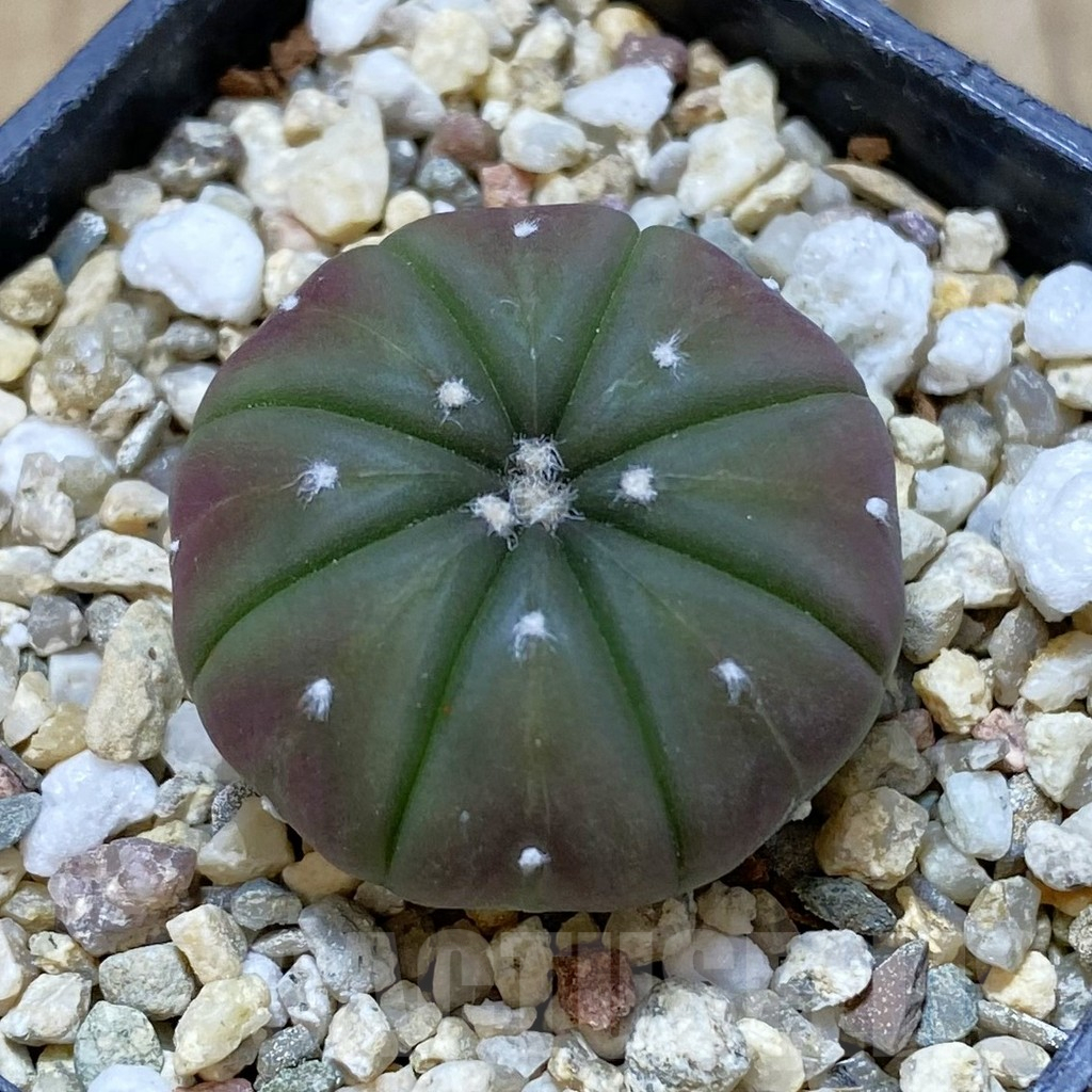 SHPR42176 Astrophytum asterias ‘Red Purple Skin’