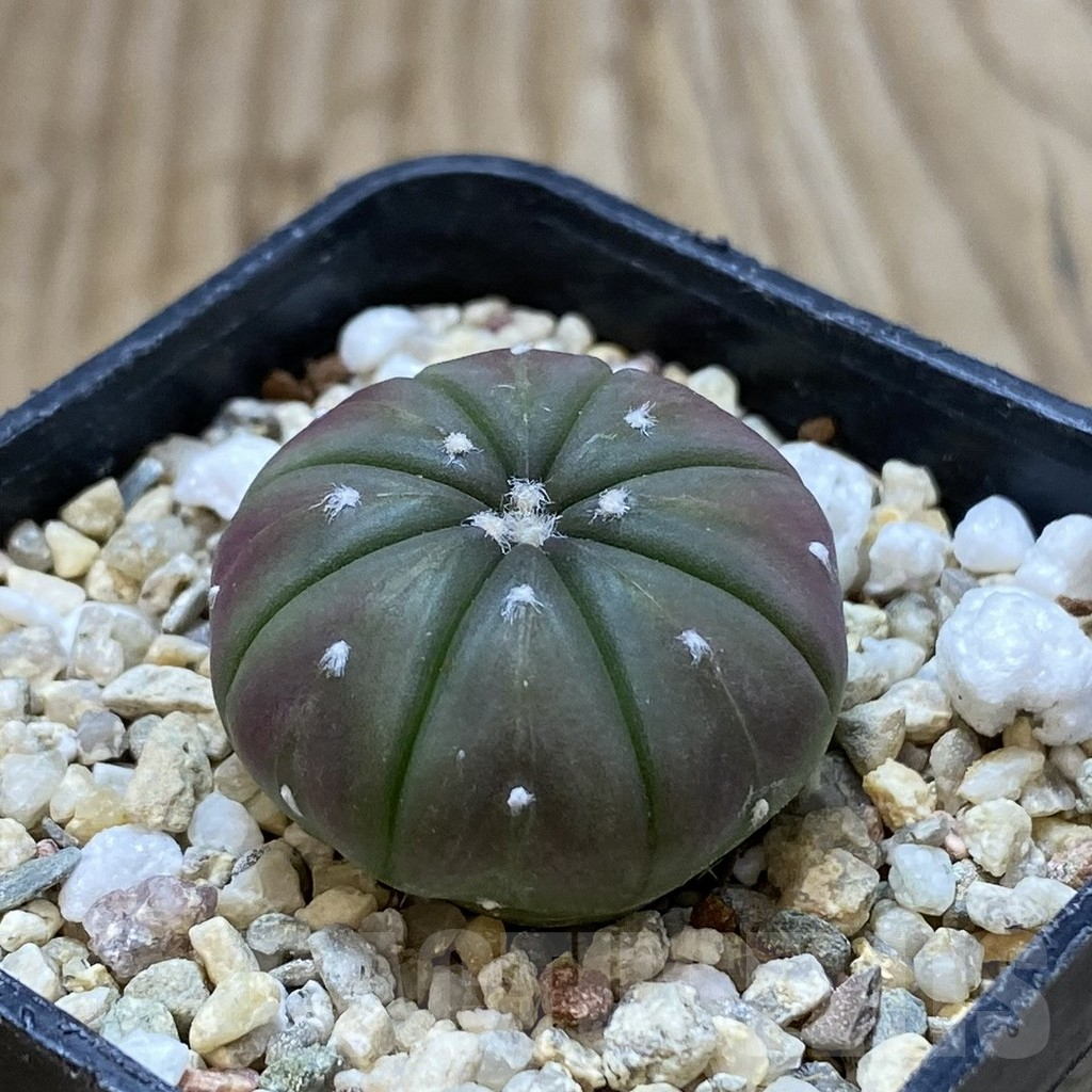 SHPR42176 Astrophytum asterias ‘Red Purple Skin’ - Image 2